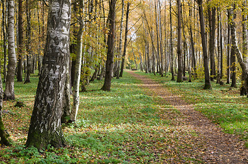 Image showing Birch Alley sunny autumn day