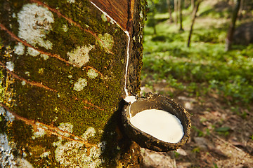Image showing Rubber tree