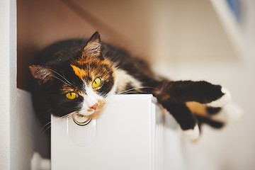 Image showing Cat on the radiator