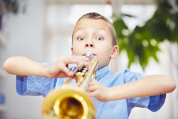 Image showing Little trumpeter