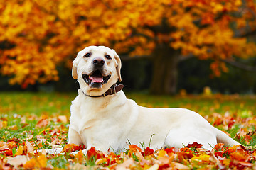 Image showing Dog in autumn park 