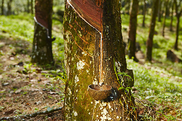 Image showing Rubber tree