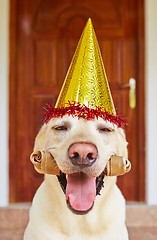 Image showing Dog birthday party