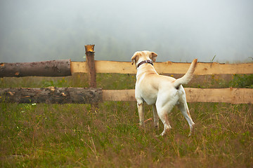 Image showing Dog in nature