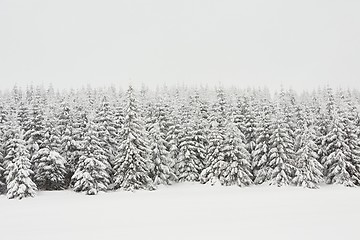 Image showing Fresh snow