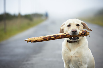 Image showing Dog with stick