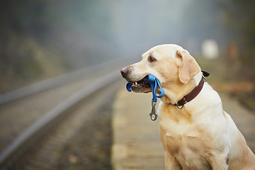 Image showing Dog on the railway platform