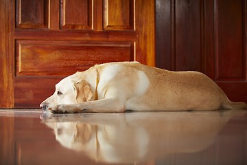 Image showing Dog at home