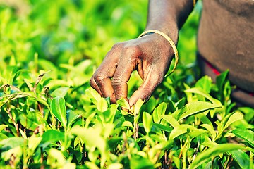 Image showing Tea plantation