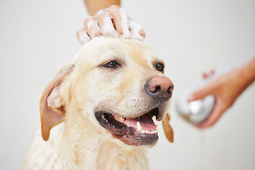 Image showing Dog in bathroom