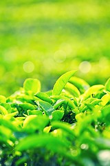 Image showing Leaves of tea