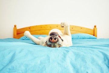 Image showing Dog is lying on the bed 