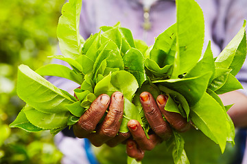 Image showing Tea plantation