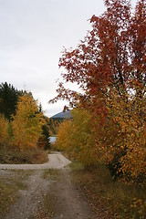 Image showing autum