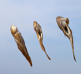 Image showing Three gobies fish drying on sun