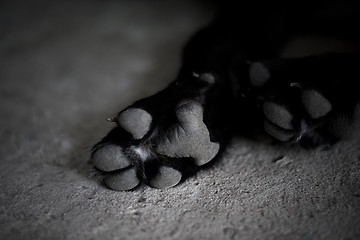 Image showing Black and white dog paw pads