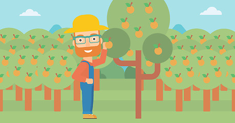 Image showing Farmer collecting oranges.