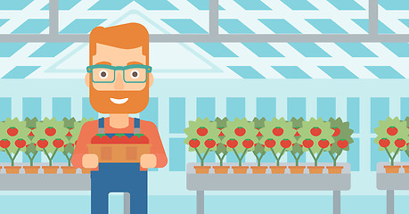 Image showing Farmer collecting tomatos.