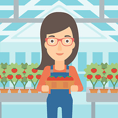 Image showing Farmer collecting tomatos.