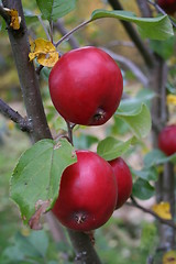 Image showing appels