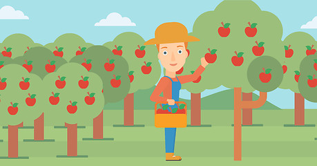 Image showing Farmer collecting apples.