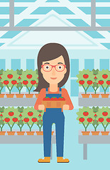 Image showing Farmer collecting tomatos.