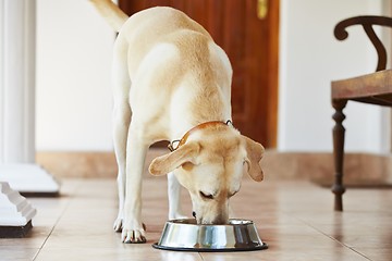 Image showing Hungry dog