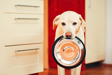 Image showing Dog is waiting for feeding.