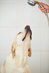 Image showing Dog in bathroom