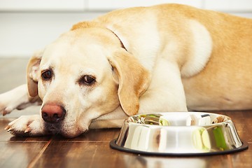 Image showing Hungry dog