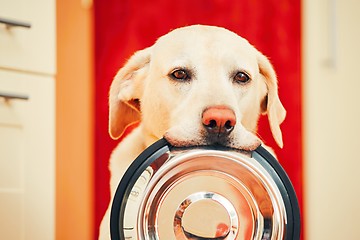 Image showing Dog is waiting for feeding.