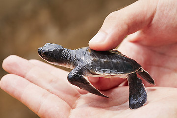 Image showing Newborn of turtle