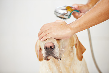 Image showing Dog in bathroom