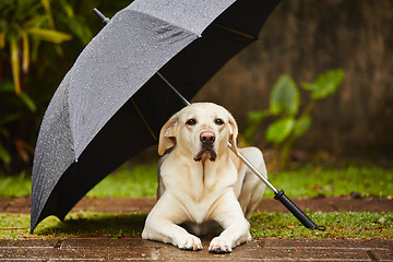 Image showing Dog in rain