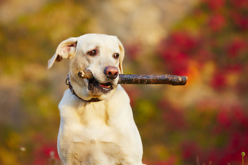 Image showing Dog with stick