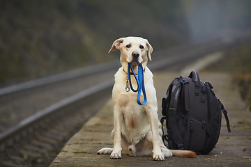 Image showing Dog on the railway platform