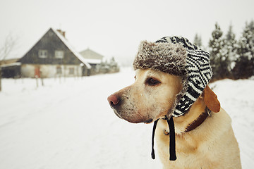 Image showing Dog with cap in winter 