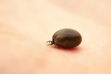 Image showing Tick