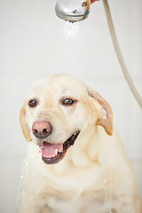 Image showing Dog in bathroom