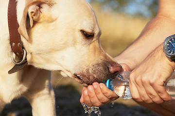 Image showing Thirsty dog