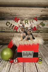 Image showing Puppies on a Christmas Themed Background