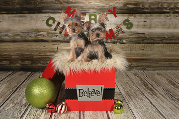 Image showing Puppies on a Christmas Themed Background