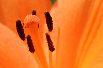 Image showing Beautiful lily growing in garden