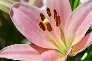 Image showing Beautiful lily growing in garden