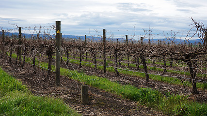 Image showing Landscape with winter vineyard