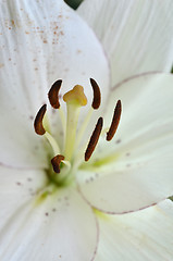 Image showing Beautiful lily growing in garden