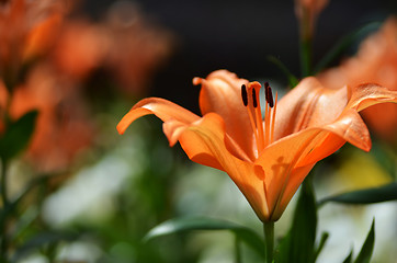 Image showing Beautiful lily growing in garden