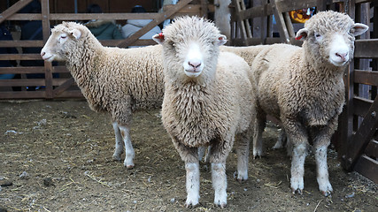 Image showing Herd of sheeps on the farm