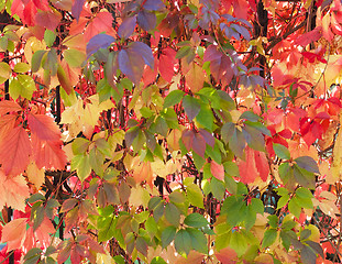 Image showing Background of Variegated Leaves