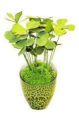 Image showing Green plant